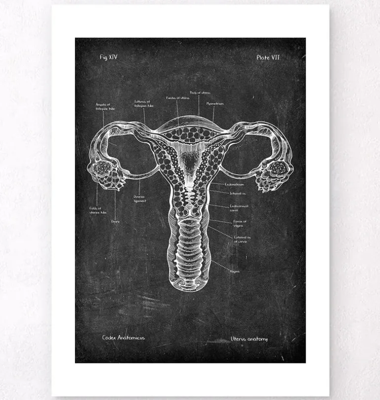 Anatomie de l'utérus - Chalkboard