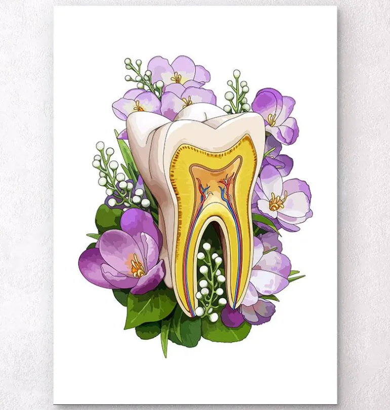 Anatomie dentaire - Blanc