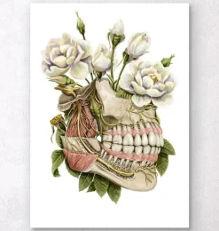 Anatomie dentaire - Floral