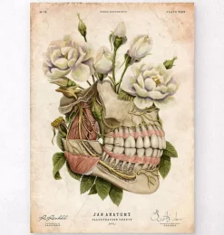 Anatomie dentaire - Floral - Vieux papiers