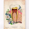 Anatomie dentaire II - Floral - Vieux Papier