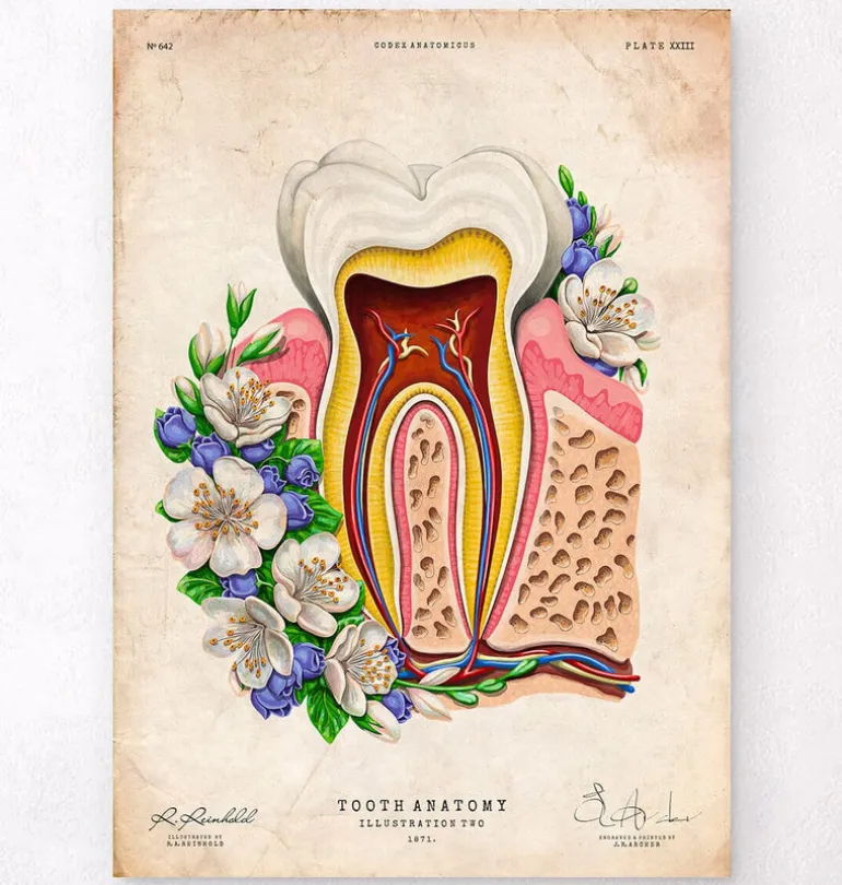 Anatomie dentaire II - Floral - Vieux Papier