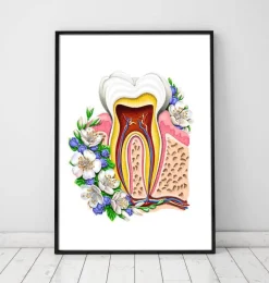 Anatomie dentaire II - Floral - Blanc
