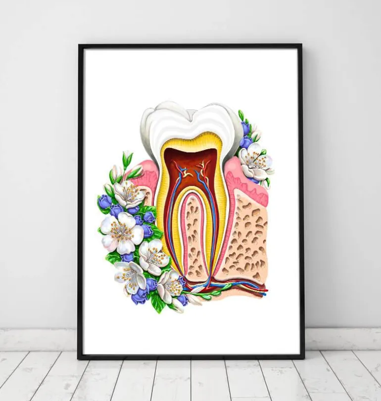 Anatomie dentaire II - Floral - Blanc