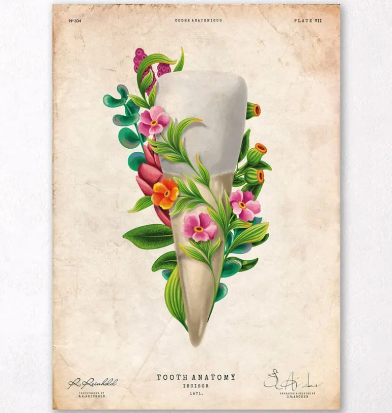 Anatomie dentaire III - Floral - Vintage