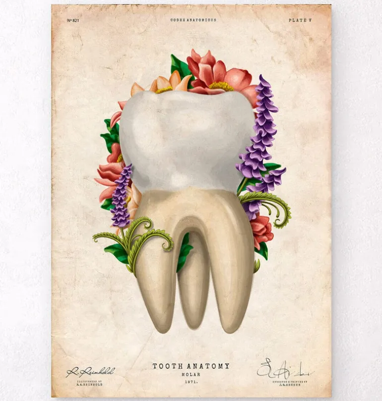 Anatomie dentaire IV - Floral - Vintage
