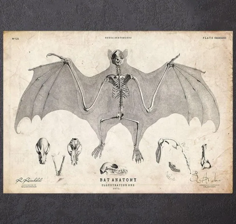 Anatomie des chauves-souris
