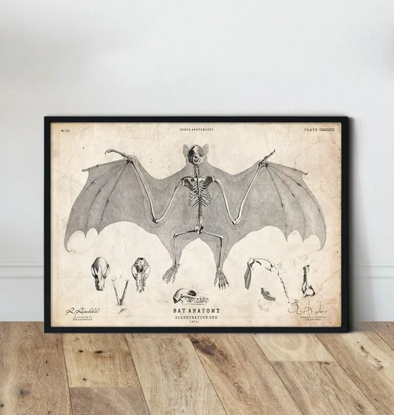 Anatomie des chauves-souris