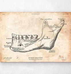 Anatomie des dents et de la mâchoire