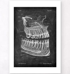 Anatomie des dents et des mâchoires - Chalkboard