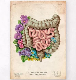 Anatomie des intestins - Floral - Vieux Papier