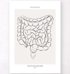 Anatomie des intestins - Line Art