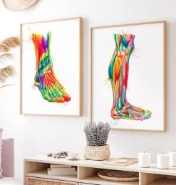 Anatomie des jambes - Aquarelle