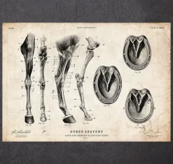 Anatomie des jambes et des sabots du cheval
