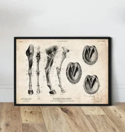 Anatomie des jambes et des sabots du cheval