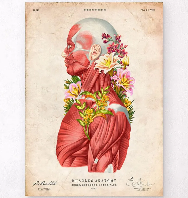 Anatomie des muscles - Floral - Vintage