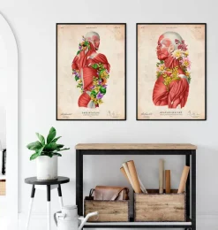 Anatomie des muscles - Floral - Vintage