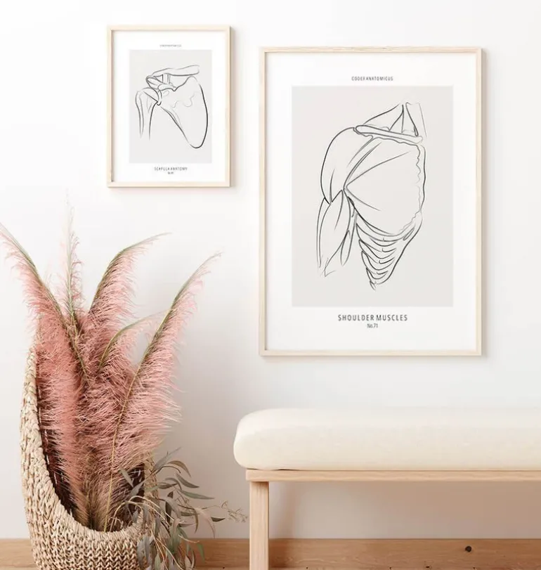 Anatomie des muscles de l'épaule - Line Art