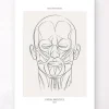 Anatomie des muscles du visage - Line Art