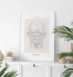Anatomie des muscles du visage - Line Art