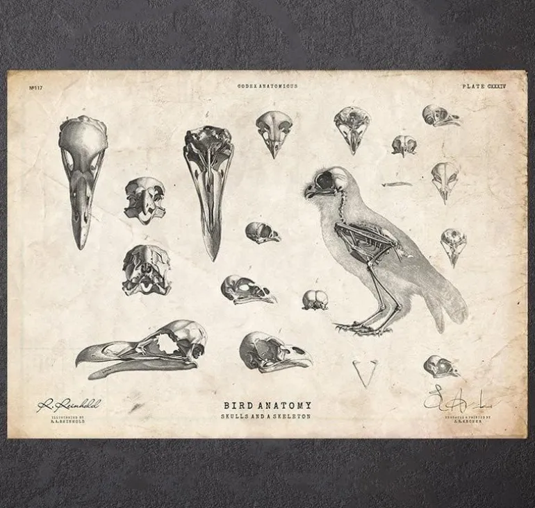 Anatomie des oiseaux - crânes et squelette