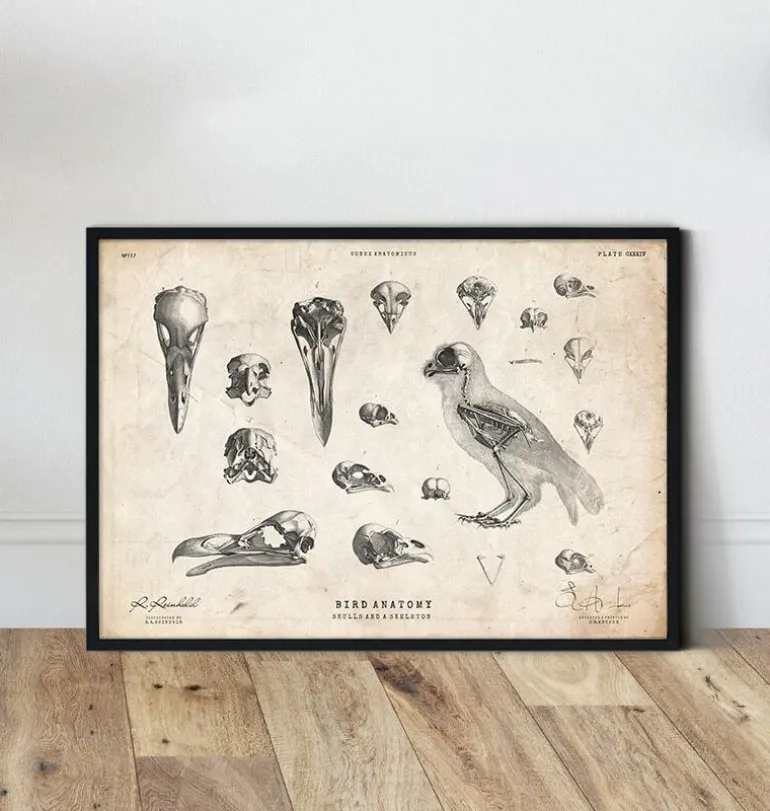 Anatomie des oiseaux - crânes et squelette