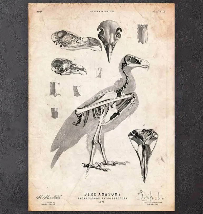 Anatomie des oiseaux - Faucon