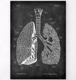 Anatomie des poumons - Chalkboard
