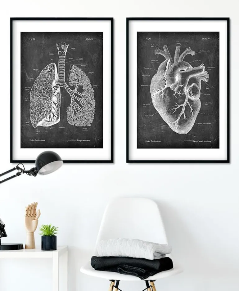 Anatomie des poumons - Chalkboard