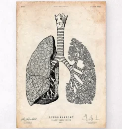 Anatomie des poumons - Vintage