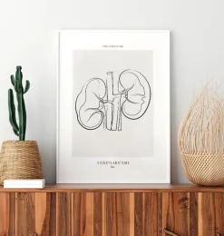 Anatomie des reins - Line Art