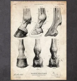 Anatomie des sabots de cheval