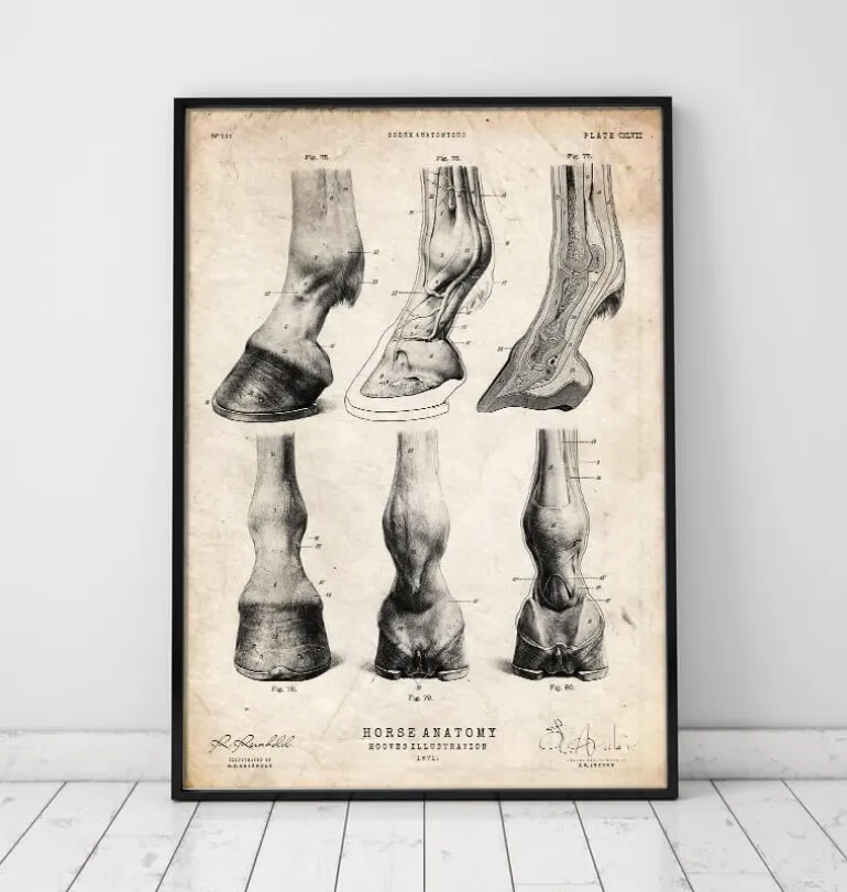 Anatomie des sabots de cheval