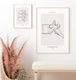 Anatomie des vertèbres - Line Art