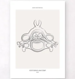 Anatomie des vertèbres II - Line Art