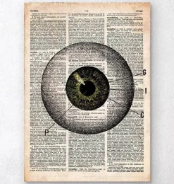 Anatomie des yeux - Dictionnaire