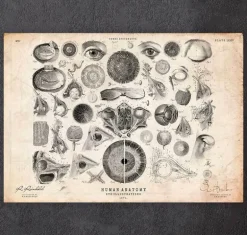 Anatomie des yeux II
