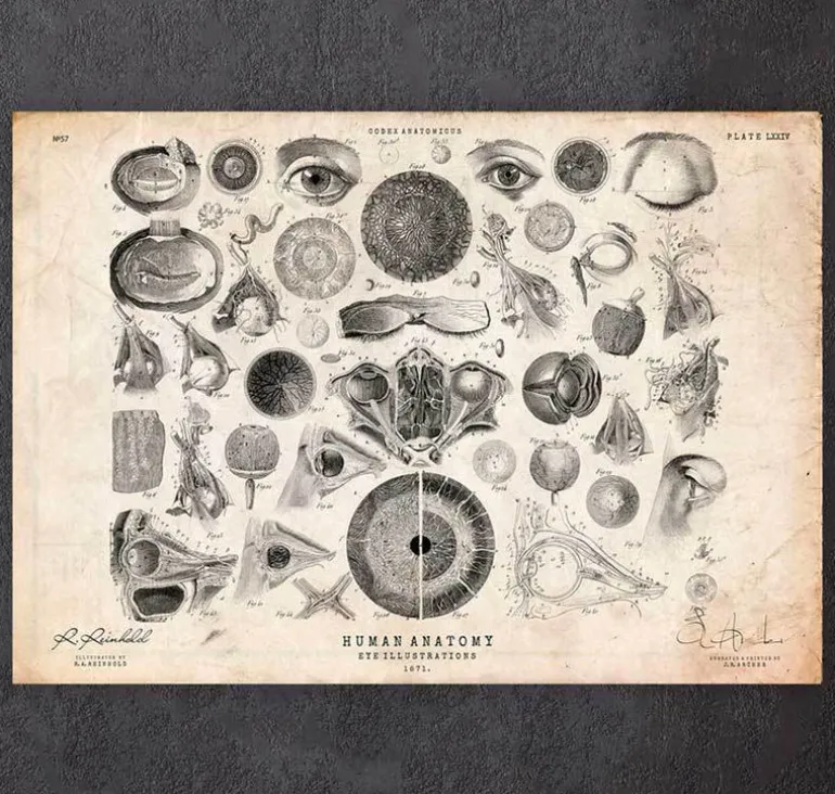 Anatomie des yeux II