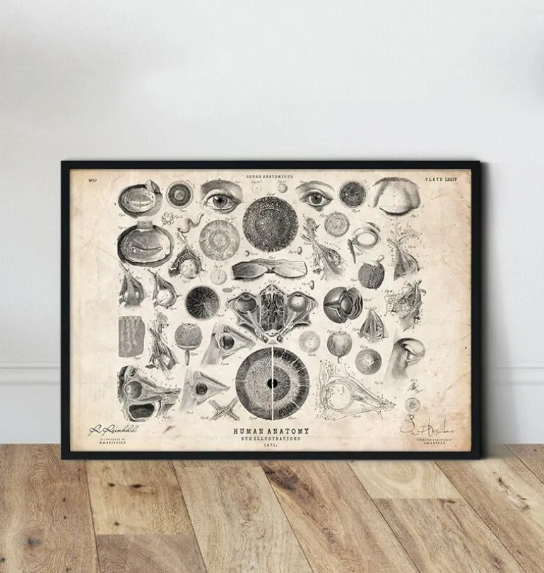 Anatomie des yeux II