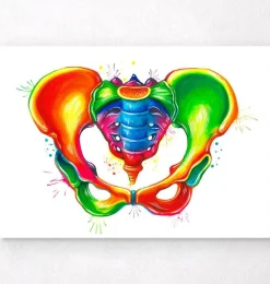 Anatomie du bassin - Aquarelle