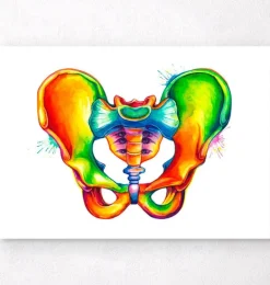 Anatomie du bassin - Aquarelle