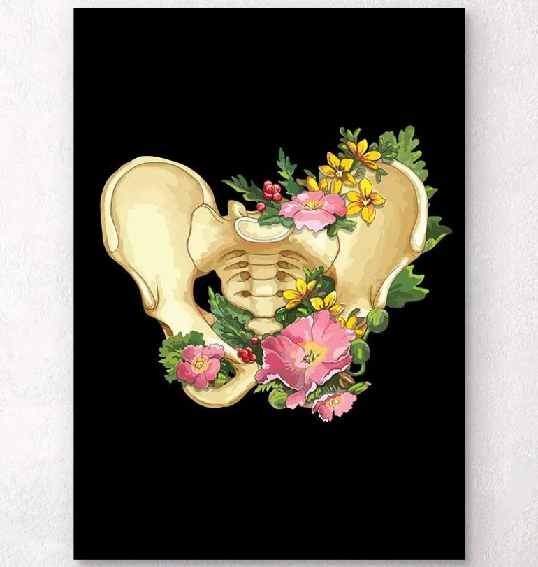 Anatomie du bassin - Blanc