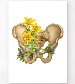 Anatomie du bassin - Floral - Blanc