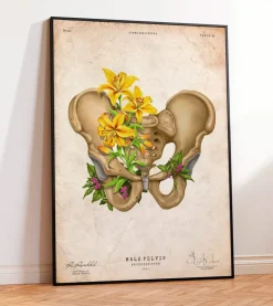 Anatomie du bassin - Floral - Vintage