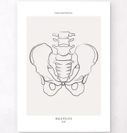 Anatomie du bassin - Line Art