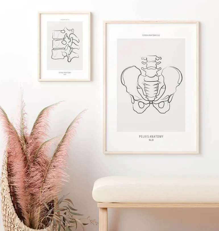Anatomie du bassin - Line Art