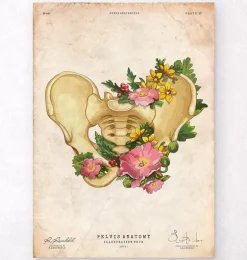 Anatomie du bassin - Vintage