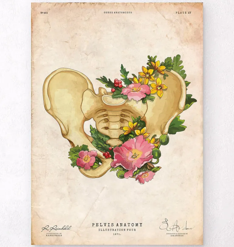 Anatomie du bassin - Vintage