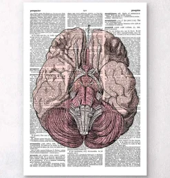 Anatomie du cerveau - Page du dictionnaire