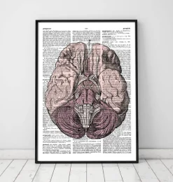 Anatomie du cerveau - Page du dictionnaire